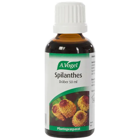 Spilanthes